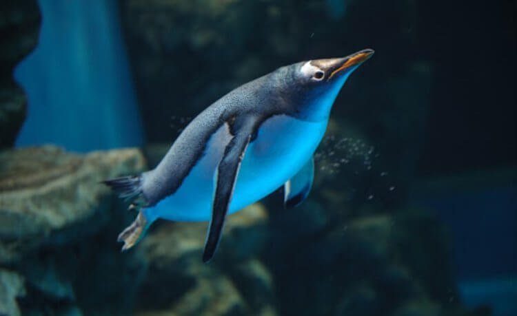 Скажите мне, как пингвин пингвину!