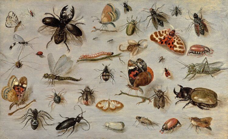 Почему вымирание насекомых — угроза для человечества?