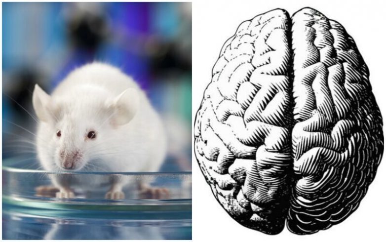 Учёные выявили в мозге мышей «выключатель боли»