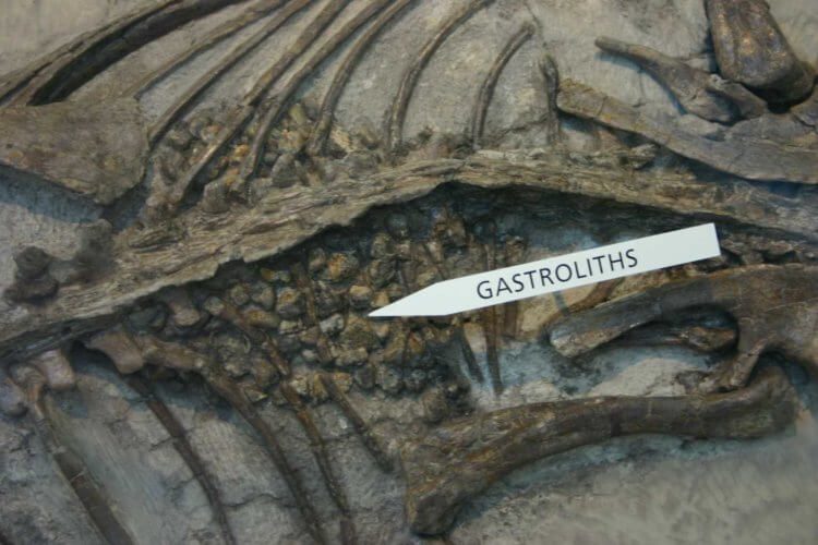 Что палеонтологи нашли в желудке у динозавра