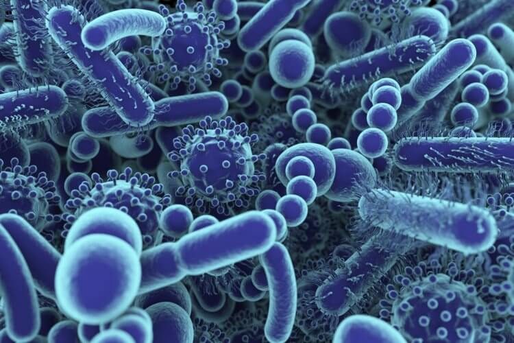 Ликбез: бактерии, микробы и вирусы — в чём разница?