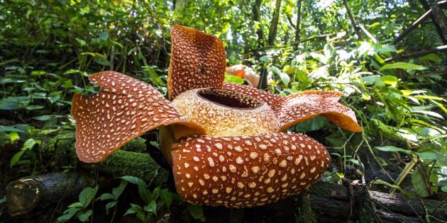 9 самых удивительных растений планеты Земля