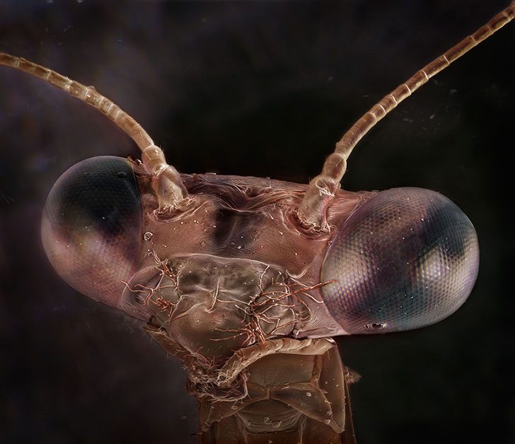 Не узнаю вас в гриме: необычные портреты знакомых насекомых