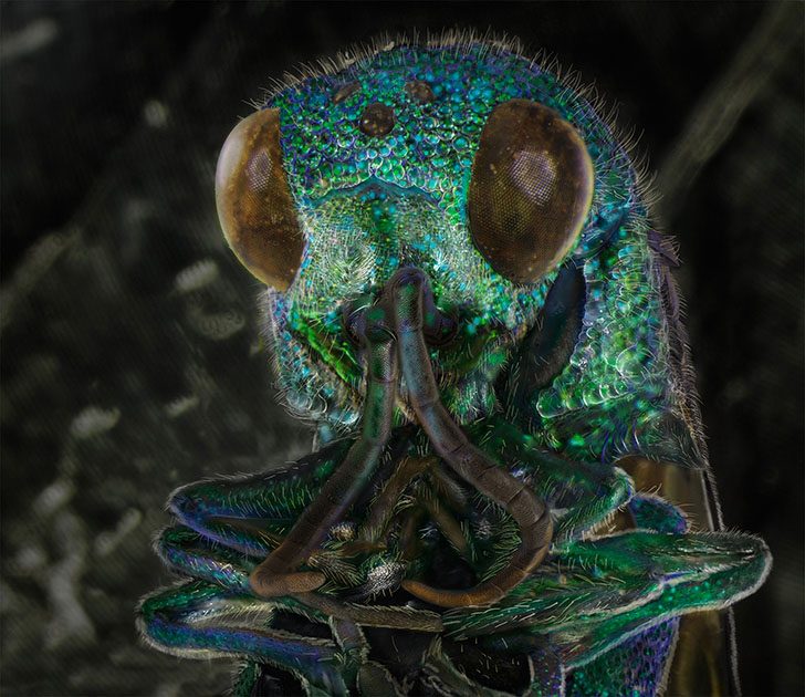 Не узнаю вас в гриме: необычные портреты знакомых насекомых
