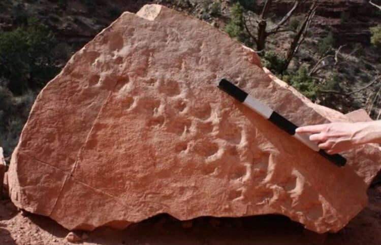 Обрушившаяся в США скала подарила ценный материал палеонтологам