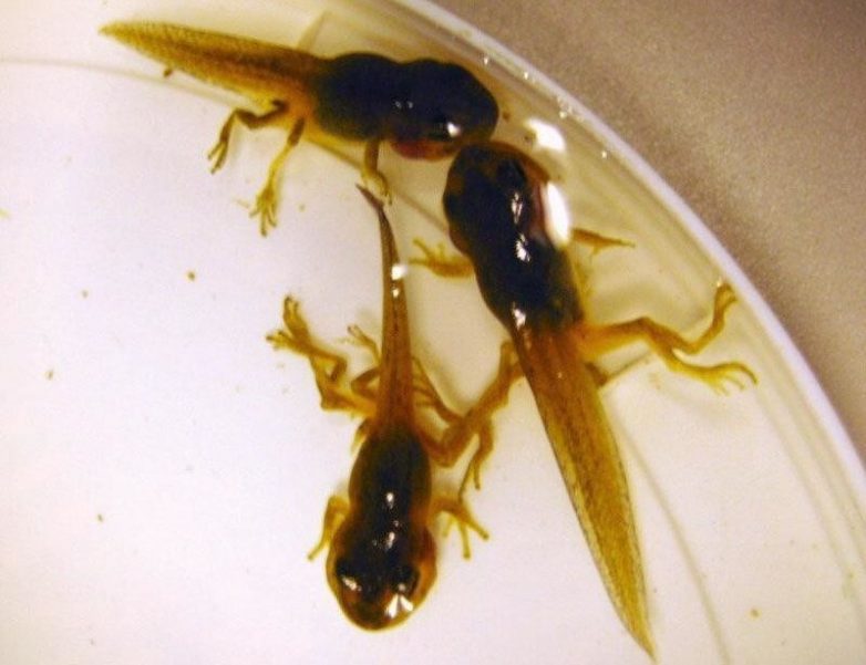 Не для слабонервных: Ribeiroia — паразит, из-за которого у животных вырастают дополнительные конечности