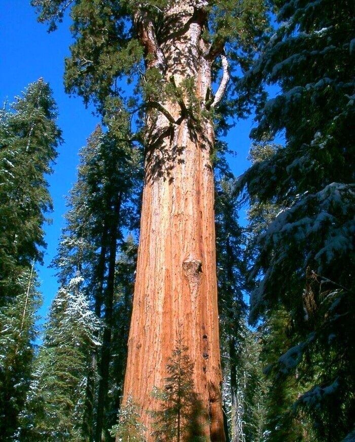 Всё выше и выше: 10 деревьев-рекордсменов