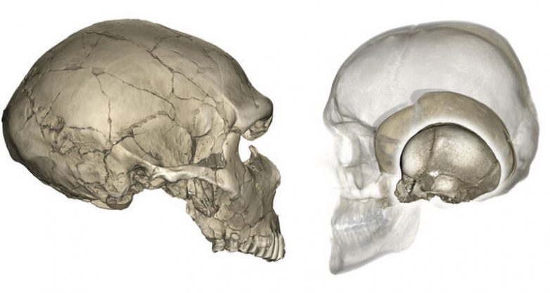 Лицом к лицу: почему у неандертальцев череп плоский, а у нас — круглый