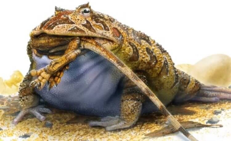 Самая крупная лягушка в истории могла питаться динозаврами