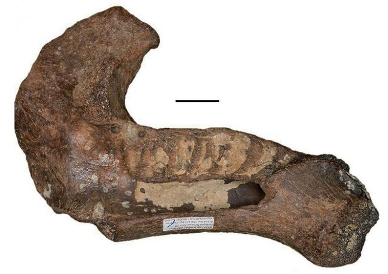 Какие выводы о жизни предков современных ламантинов помогли сделать учёным их останки?
