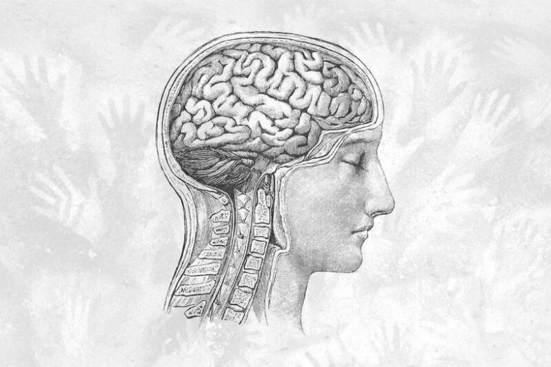 Наш мозг уменьшается в размерах — мы тупеем?