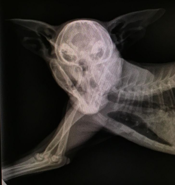15 впечатляющих рентгеновских снимков, показывающих мир с новой стороны