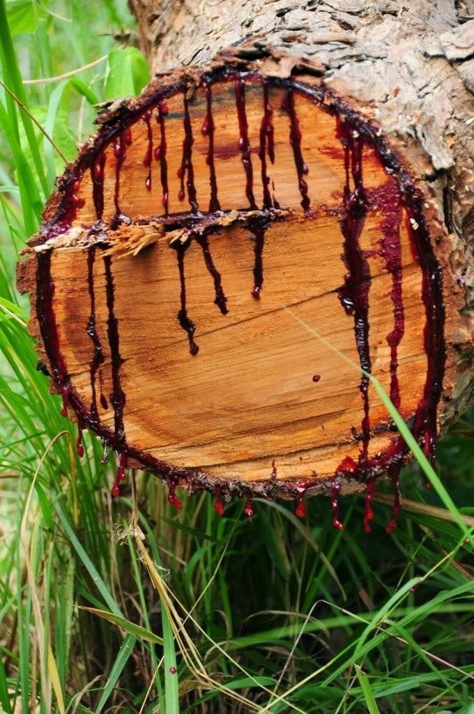 Кровоточащее дерево Pterocarpus angolensis