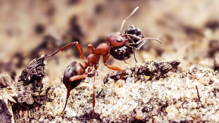 Как муравьям удаётся порабощать другие виды