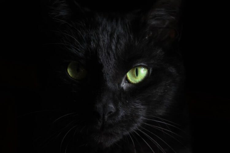 Вопрос на засыпку: почему полностью чёрных котов почти не бывает в природе?