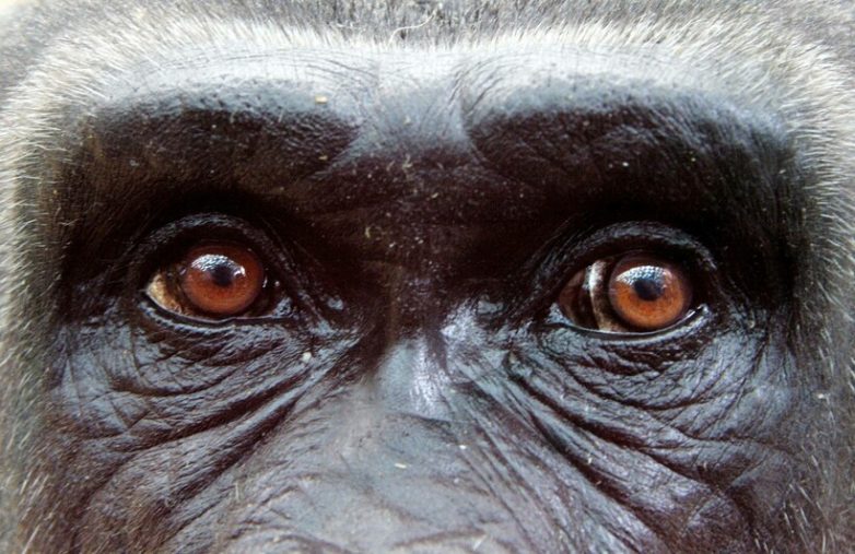 Почему у всех обезьян глаза карего цвета?