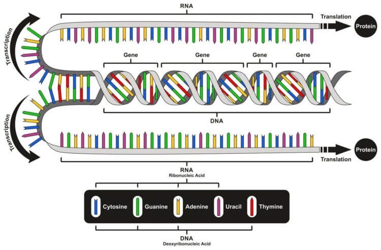 ДНК, РНК — что ещё?