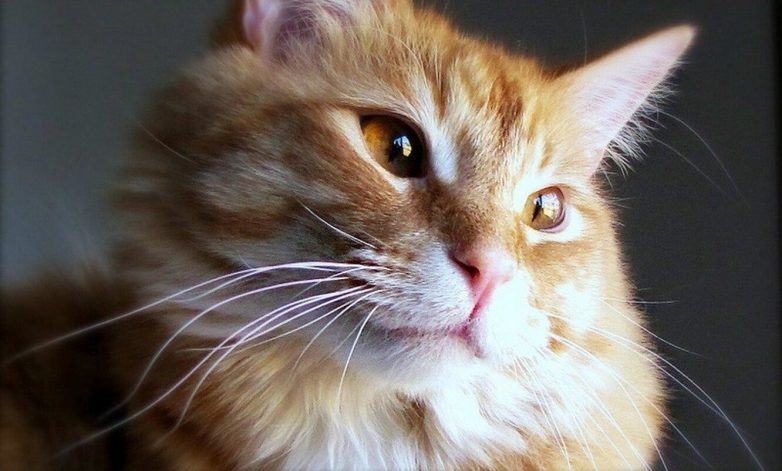 10 занимательных фактов о котиках