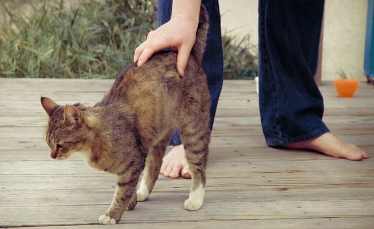 12 феноменальных фактов о кошках, которые заставляют усомниться в их земном происхождении
