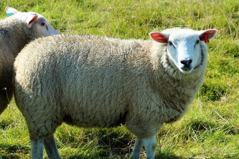 Козы или овцы? Тест на интеллект