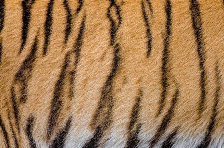 Вопрос на засыпку: почему тигр полосат?