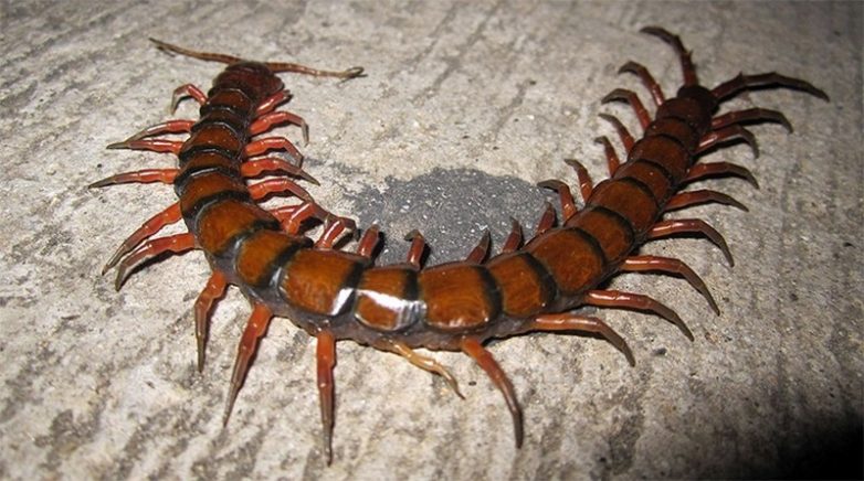 Маленький, да ужасненький: 10 самых страшных насекомых