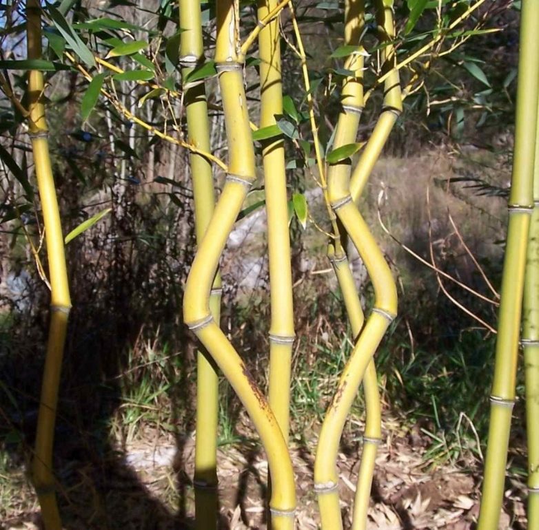 Бамбук: пожалуй, самая удивительная трава на планете