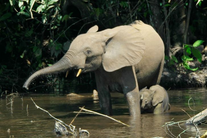 10 ошеломляющих фактов о животном мире, которые покруче всякого похода в зоопарк