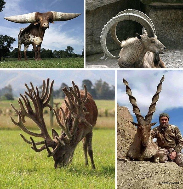 18 аномально огромных существ нашего мира, глядя на которых трудно поверить своим глазам