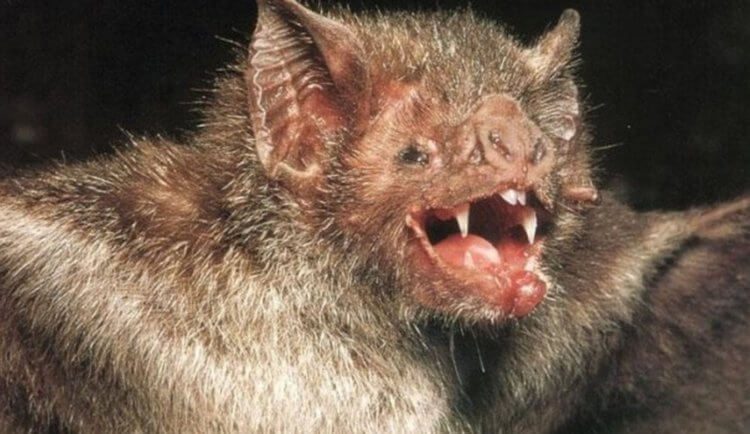 Палеонтологи обнаружили останки гигантской летучей мыши — вампира