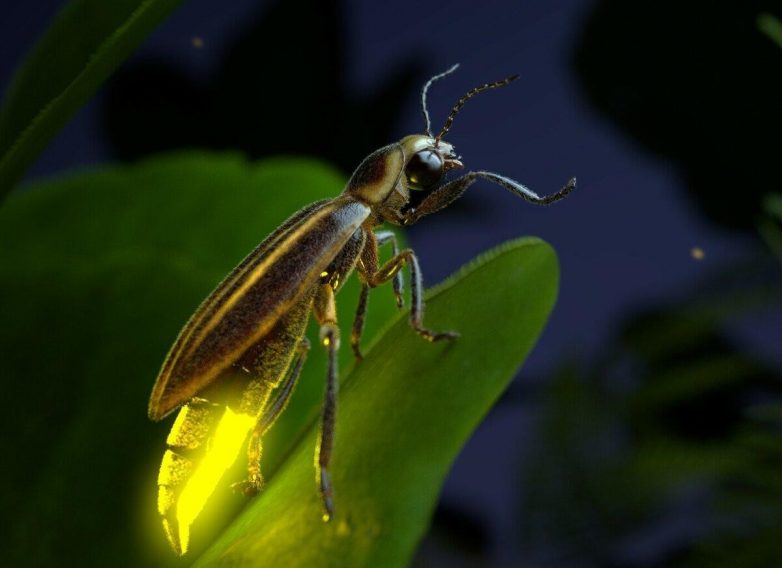 Жизнь насекомых: светлячок фотурис — соблазнитель-убийца