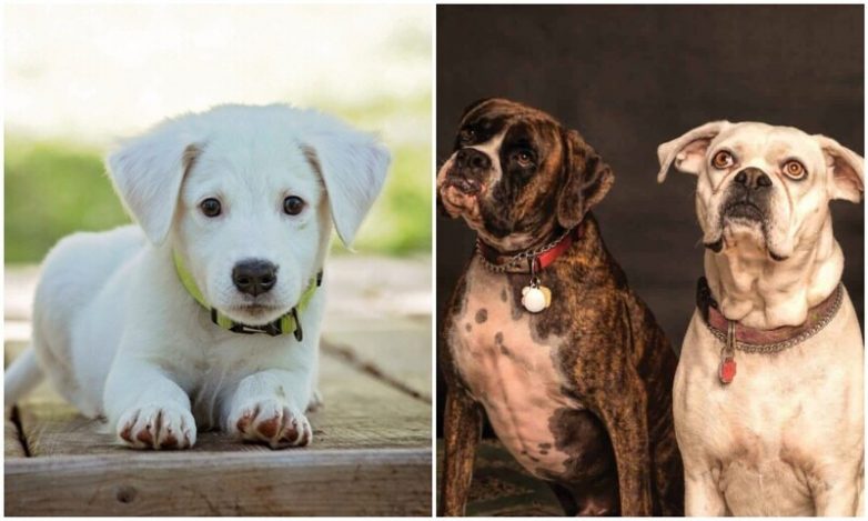 Учёные разузнали, когда появились первые домашние собаки