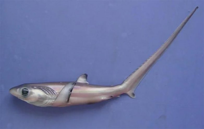 Лисья акула: смертоносная рыба-миляга