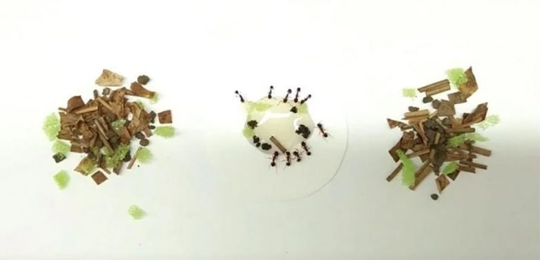 Не глупее обезьян: какими орудиями труда пользуются муравьи?
