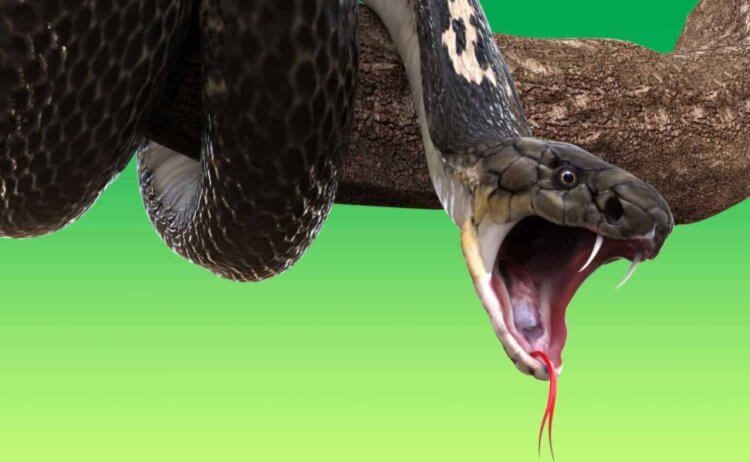 Как змеи в ходе эволюции обзавелись ядом?