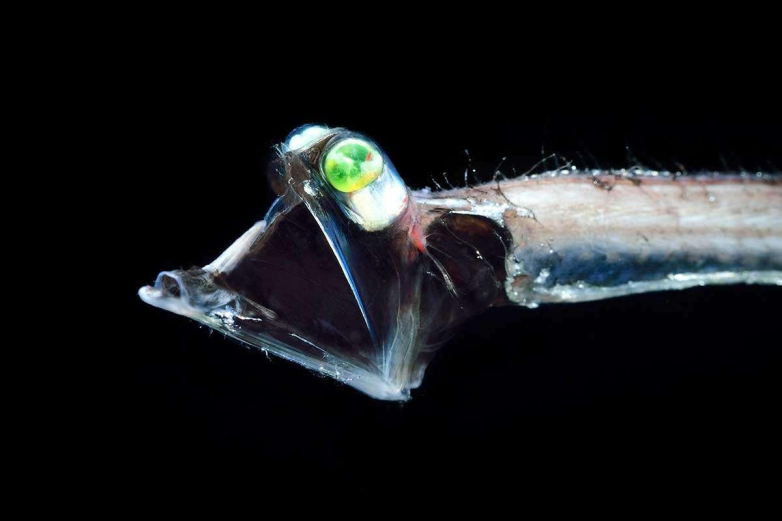 Рыба-телескоп — существо, которое природа оснастила прибором ночного видения