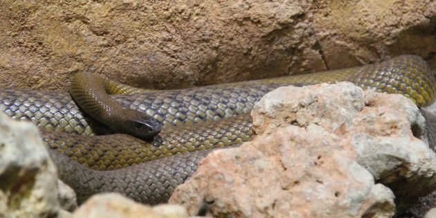 12 популярных мифов о змеях, верить в которые уже просто стыдно