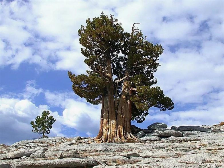Интересные факты о деревьях-рекордсменах планеты