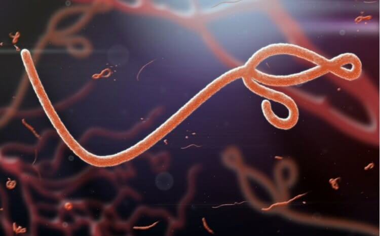 В ком вирус Эбола живёт?