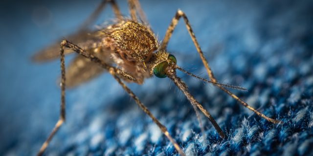 Комар носом не прокусит: учёные изобрели одежду, непроницаемую для комариных укусов