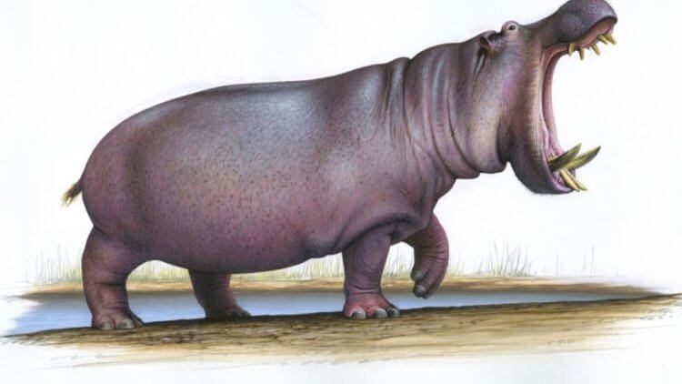 На территории Великобритании найдены останки бегемота, который весил 3 тонны