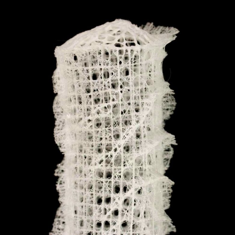 Стеклянные губки Euplectella aspergillum как источник вдохновения для биоинженеров