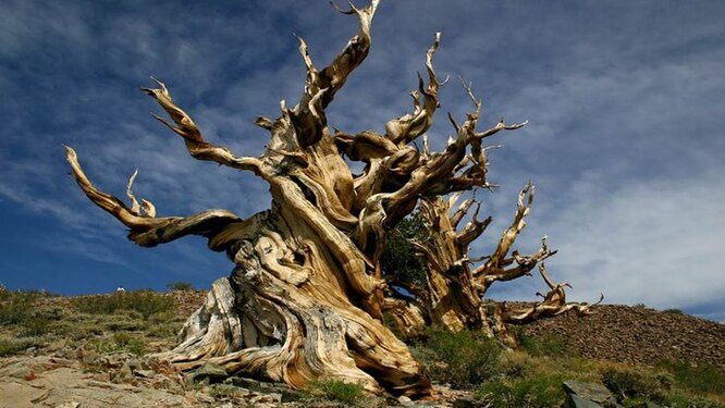 10 потрясающих фактов о деревьях, которые вы, скорее всего, не знали