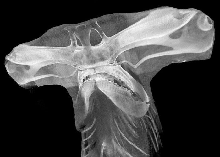 18 удивительных рентгеновских снимков, которые знакомят с изнанкой известных вещей и явлений
