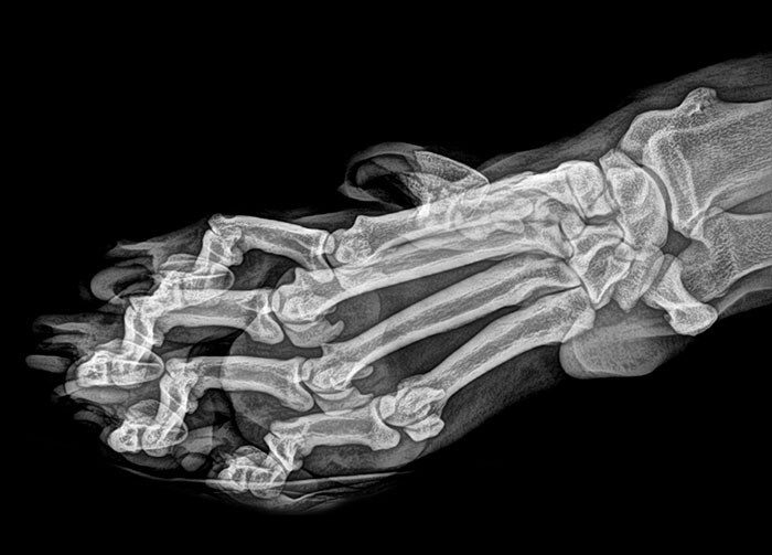 Ещё 17 удивительных рентгеновских снимков, которые знакомят с изнанкой известных вещей и явлений