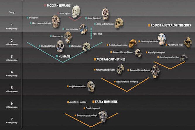 Теория наркотиков и ещё 9 занимательных теорий об эволюции человека