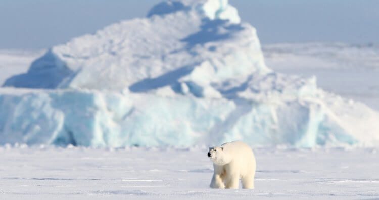 Неутешительный прогноз: что ждёт Арктику в ближайшем будущем?