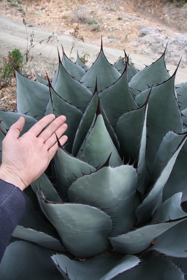 9 гигантских представителей флоры, размеры которых поражают