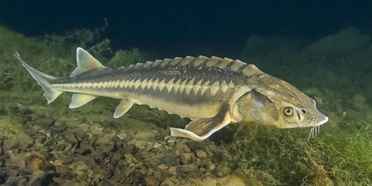 Окаменелости рыб помогли учёным выяснить, в какое время года упал метеорит, уничтоживший динозавров