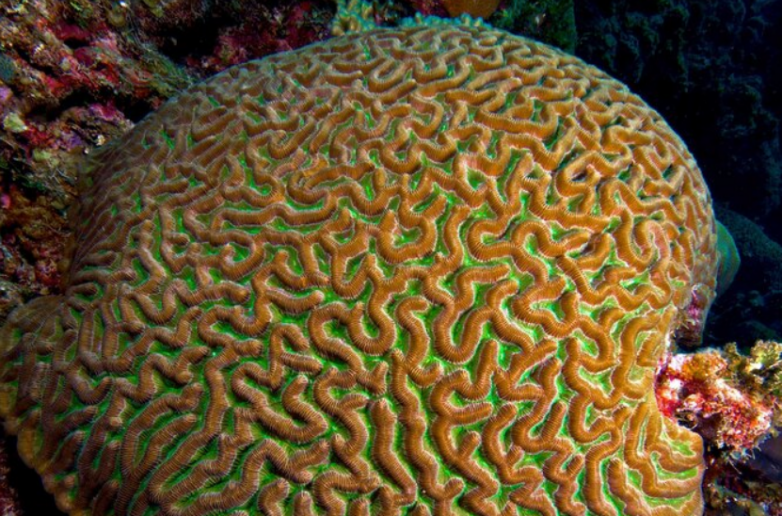 Белая чума — болезнь, убивающая кораллы